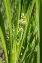 Inflorescence of simplestem bur-reed Sparganium erectum