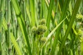 Inflorescence of simplestem bur-reed Sparganium erectum