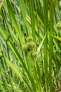 Inflorescence of simplestem bur-reed Sparganium erectum