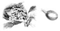 Inflorescence and Single Fruit of Photinia Japonica vintage illustration