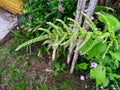 Inflorescence of the Green Amaranth Plant (Amaranthus Viridis)