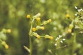 Inflorescence of small and unusually beautiful flowers, which have not yet blossomed, grow in a clearing in a beautiful summer for Royalty Free Stock Photo