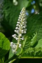 Inflorescence of small white flowers against the background of large green leaves Royalty Free Stock Photo