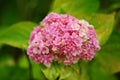 Inflorescence of small white-pink flowers of a garden plant, top view, macro Royalty Free Stock Photo