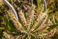 Inflorescence of a song of India, Dracaena reflexa