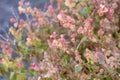 Inflorescence of the sorrel Rumex cyprius Royalty Free Stock Photo
