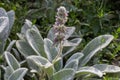 Inflorescence of Stachys byzantina, close-up on a blurred background Royalty Free Stock Photo