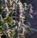 Inflorescence of Stachys byzantina, close-up on a blurred background Royalty Free Stock Photo