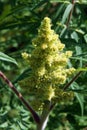 Inflorescence of the staghorn sumac