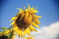 The inflorescence of sunflower (Helianthus annuus) against the blue sky with clouds, Umbria, Italy Royalty Free Stock Photo