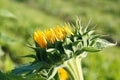 Inflorescence of a sunflower plant, annual forb, in side view. In Latin it is called Helianthus annuus. Royalty Free Stock Photo