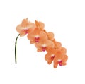 Inflorescence sweet colorful orange phalaenopsis orchids with pink group blooming isolated on white background Royalty Free Stock Photo