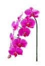 Inflorescence sweet colorful pink phalaenopsis orchids patterns big group blooming isolated on white background and clipping path