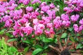 Inflorescence sweet colorful pink phalaenopsis orchids with water drops big group blooming and green stem , leaves , nature Royalty Free Stock Photo