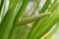 Acorus calamus or sweet flag Royalty Free Stock Photo