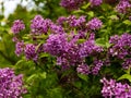 Inflorescence Syringa - many flowers on one branch - against the background of green leaves Royalty Free Stock Photo