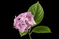 Inflorescence of the tenderly pink flowers of hydrangea, isolated on black background