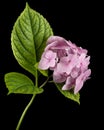 Inflorescence of the tenderly pink flowers of hydrangea, isolated on black background