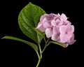 Inflorescence of the tenderly pink flowers of hydrangea, isolated on black background