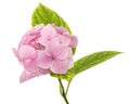 Inflorescence of the tenderly pink flowers of hydrangea, isolated on white background