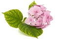 Inflorescence of the tenderly pink flowers of hydrangea, isolated on white background