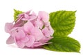 Inflorescence of the tenderly pink flowers of hydrangea, isolated on white background