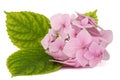 Inflorescence of the tenderly pink flowers of hydrangea, isolated on white background