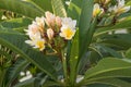 Inflorescence of tropical plumeria plant. Blooming plumeria branch. White and yellow plumeria flowers and buds. Floral garden Royalty Free Stock Photo