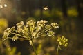 Inflorescence of an umbelliferous plant
