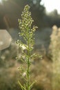 Inflorescence with unopened flowers of Canadian horseweed (Erigeron canadensis / Conyza canadensis) in the meadow