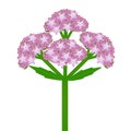 Inflorescence of a valerian plant with leaves on a white background.