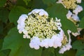 Inflorescence of the viburnum close up