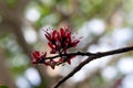 Inflorescence of a weeping boer-bean, Schotia brachypetala