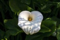 Inflorescence of a white arum lily (zantedeschia aethiopica), native to southern Africa, with a fly (diptera)