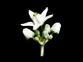 Inflorescence of white flowers. Royalty Free Stock Photo