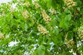 Inflorescence with white flowers of the horse chestnut tree with green leaves on the blue sky background Royalty Free Stock Photo