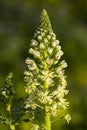 Inflorescence of White mignonette, Upright white mignonette, Reseda alba Royalty Free Stock Photo