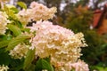 Pink hydrangea flowers close-up Royalty Free Stock Photo