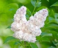 Inflorescence of a white terry lilac Syringa L. grades `Beauty of Moscow` Krasavitsa Moskvy