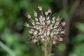 Wild carrot (Daucus carota) with pseudanthium. Royalty Free Stock Photo