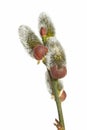 Inflorescence Of A Willow