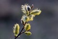 Inflorescence willow or catkin macro close-up. Spring tree in bloom