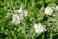 Inflorescence of willow-leaf pear Pyrus salicifolia f. pendula. Spring