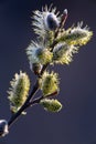 Inflorescence willow or willow catkin. Spring tree in bloom