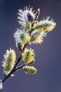 Inflorescence willow or willow catkin. Symbols of Palm Sunday for Orthodox Christians
