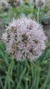 Winter onion flower