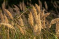 Inflorescence of wood small-reed Calamagrostis epigejos on a meadow