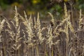 Inflorescence of wood small-reed Calamagrostis epigejos on a meadow