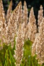 Inflorescence of wood small-reed Calamagrostis epigejos on a meadow