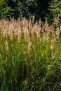 Inflorescence of wood small-reed Calamagrostis epigejos on a meadow